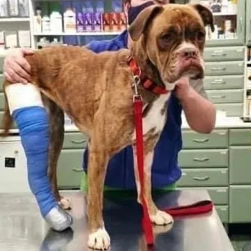 Gipszelt lábú boxer állatorvosnál