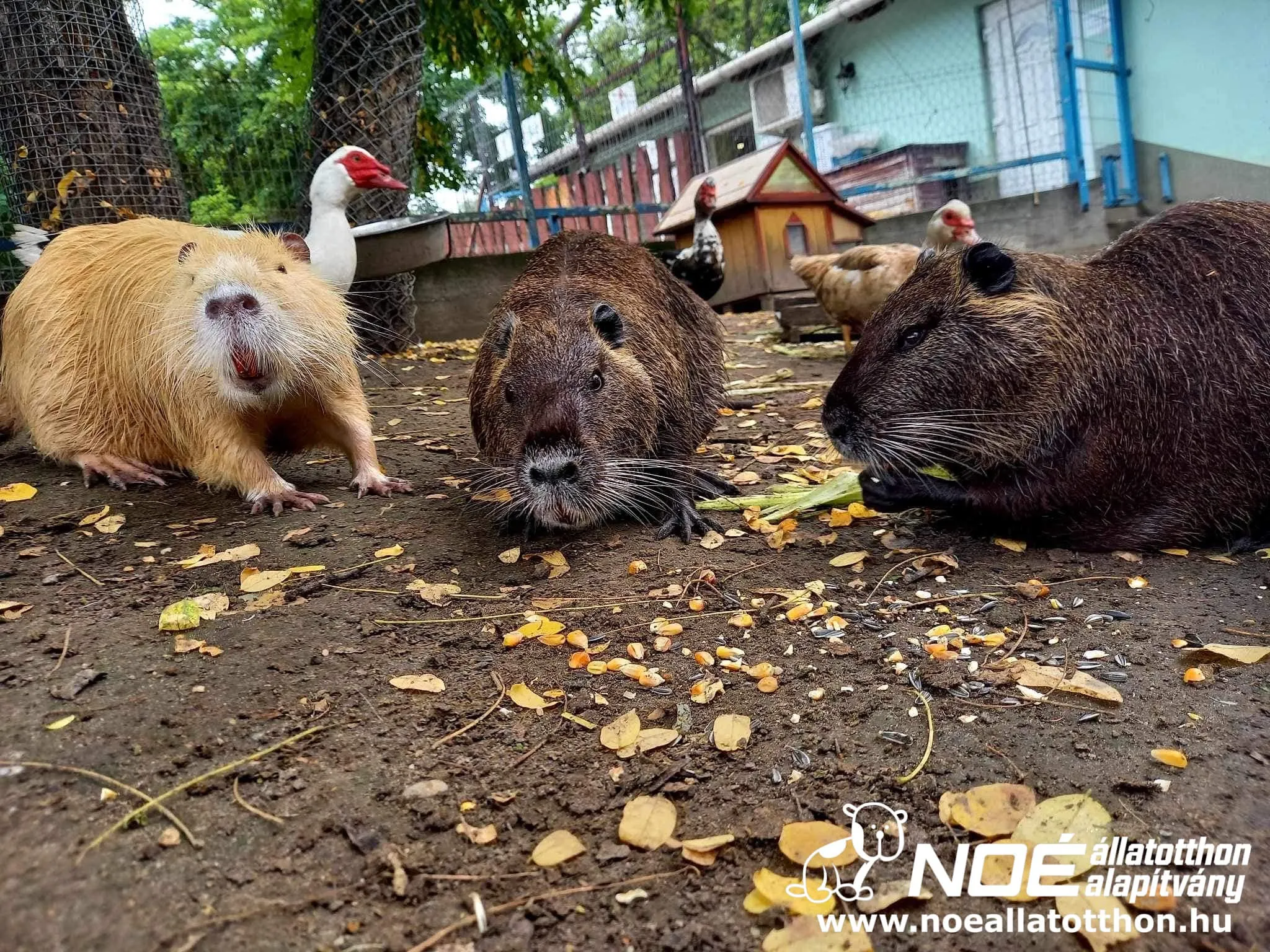 Három nutria falatozik a gazdasági udvarban