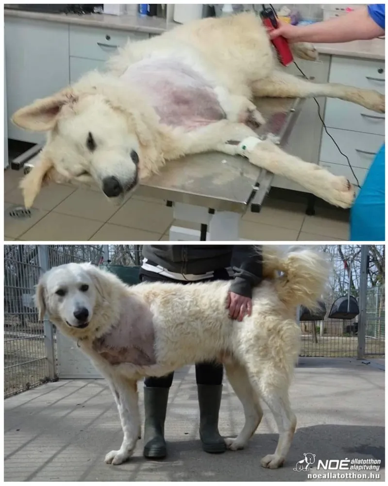 Impozáns kuvasz amputáció után 3 lábon simogattatja magát