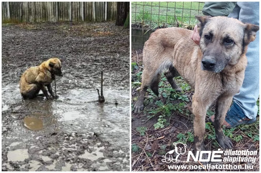Rövid láncon, sárban kuporgó, ordas színű kutya megmentése előtt és után