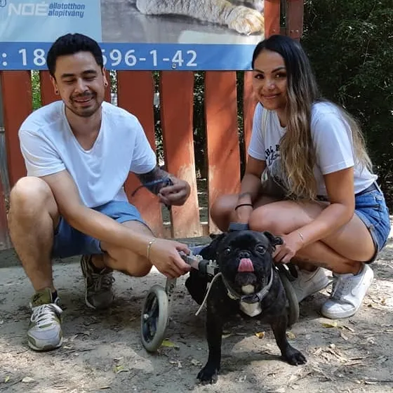 Kerekeskocsis francia bulldog örökbefogadás után a gazdikkal