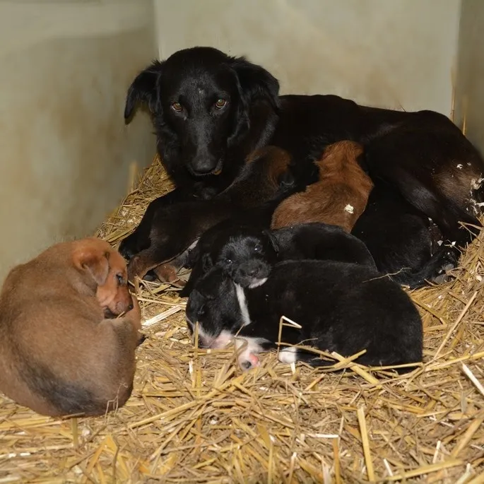 Mama kutya kölykeivel gyepmesteri telep kennelében