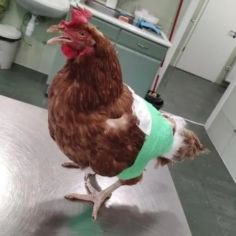 Tyúk állatorvosnál, bekötözve