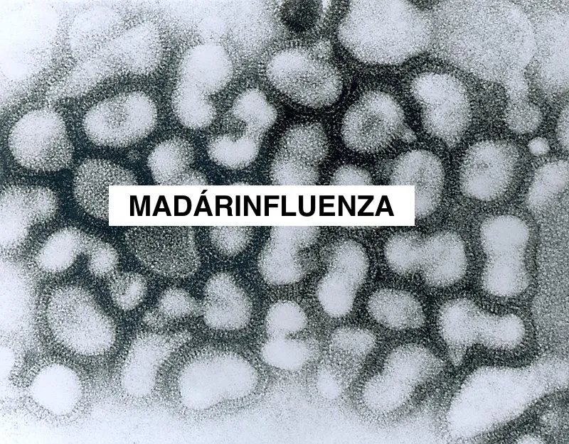Madárinfluenza vírus grafika