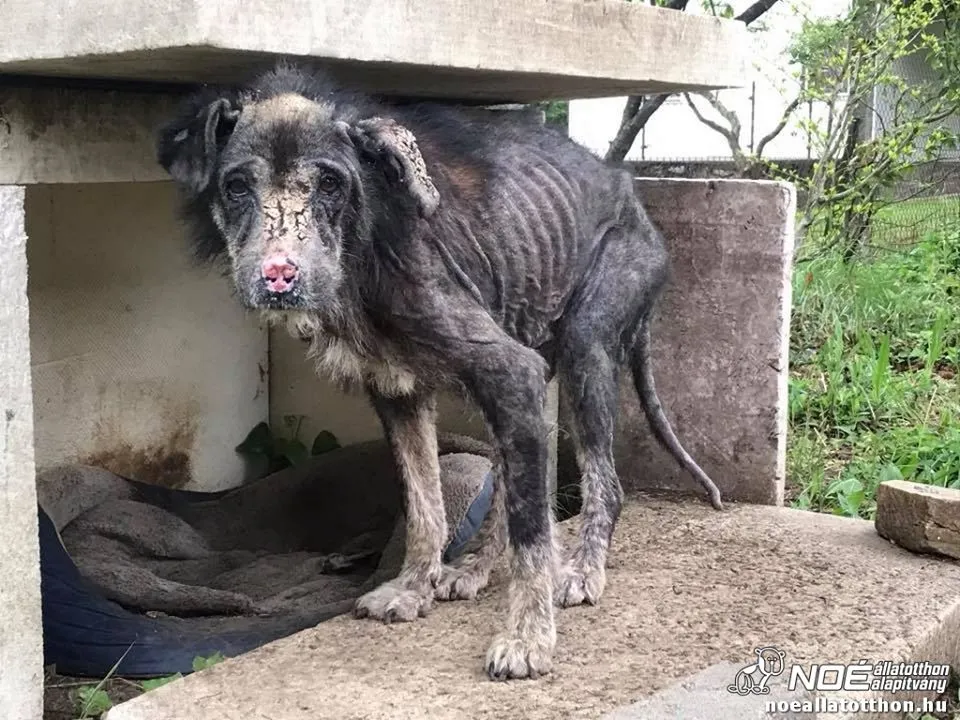 Csontsovány, szinte szőrtelen, elhanyagolt kutya