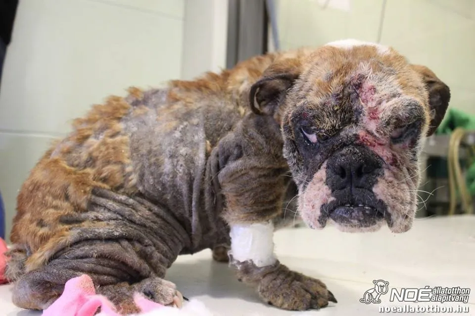 Szinte szőrtelen, gyulladt, bedagadt szemű bulldog állatorvosnál
