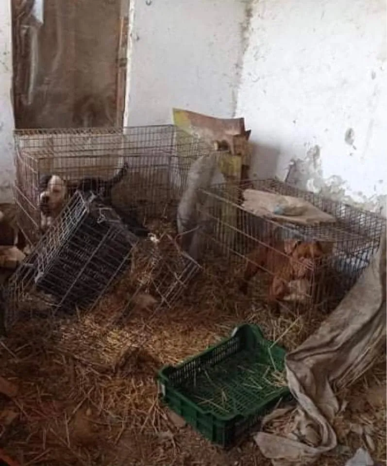 Egymás hegyére hányt, rozsdás ketrecekben tengődő kutyák