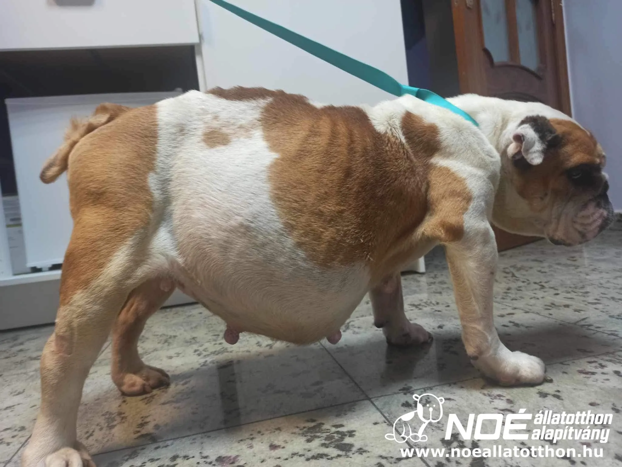 Sovány, mélyvemhes angol bulldog