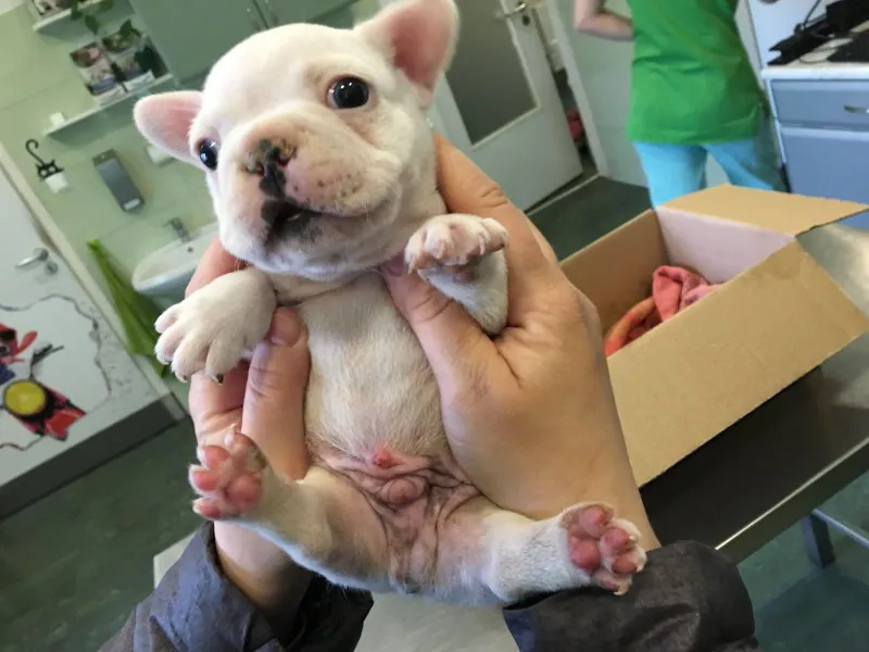 Két kézben pont elférő pici bulldogkölyök