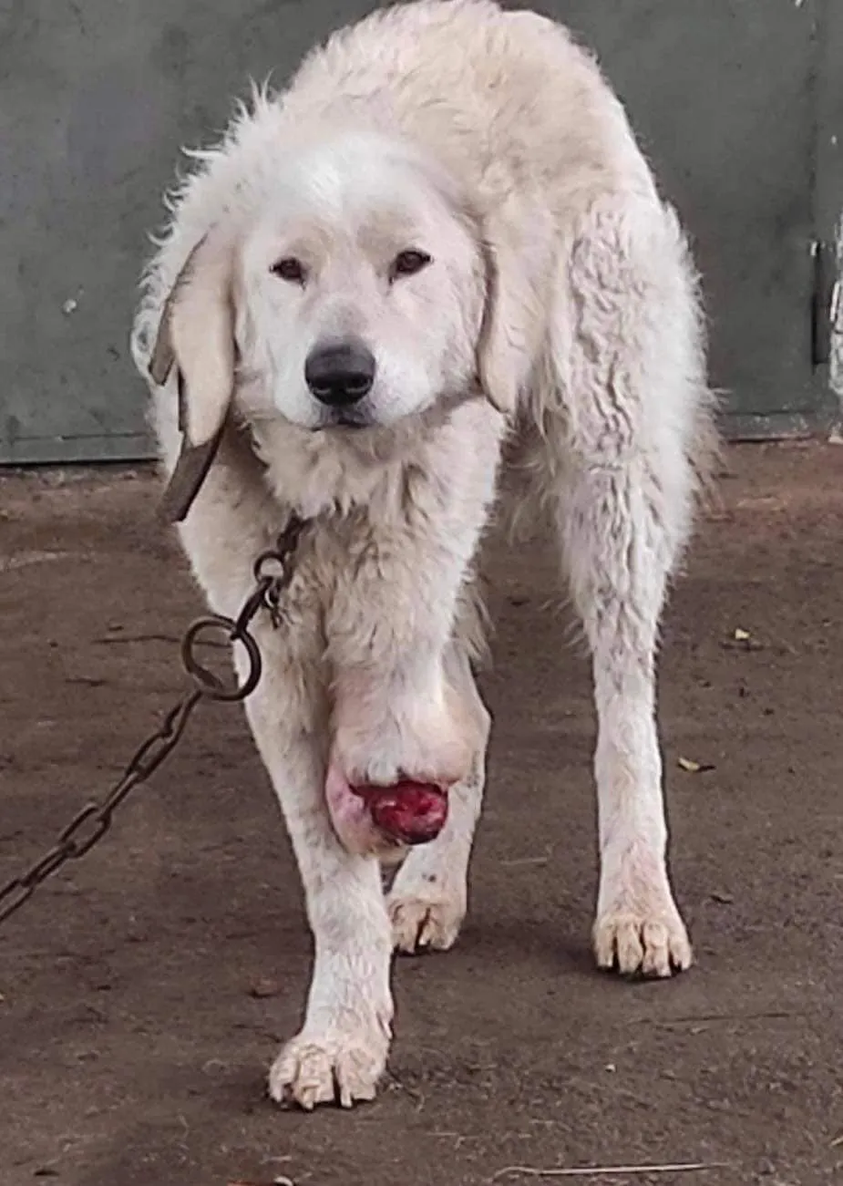 Láncos kuvasz, mellső lábán menthetetlen elváltozással