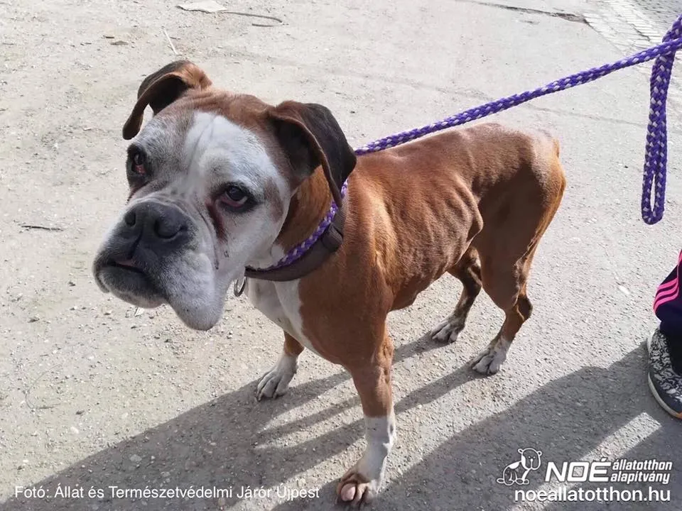 Sovány, megviselt boxer