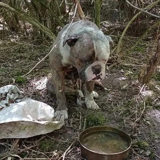 Kikötözött, letargikus bulldog