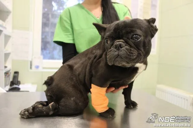 Gericnsérült francia bulldog állatorvosnál, karján narancsszínű kötéssel