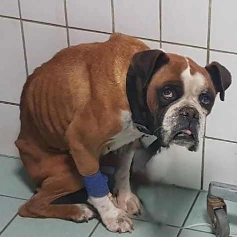Csontsovány, legyengült boxer kuporgó helyzetben állatorvosnál