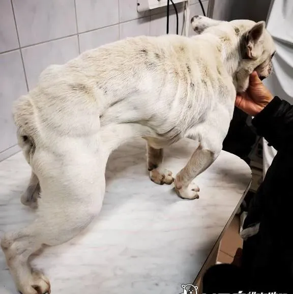 Csontsovány francia bulldog állatorvosnál