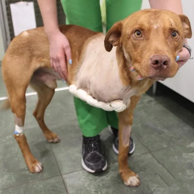 Amputált mellső lábú vizsla műtét után