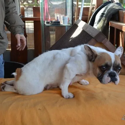 Lebénult hátsó felű francia bulldog