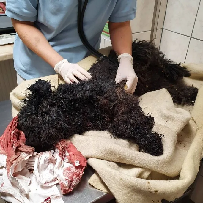 Sérült, vérző kutya állatorvosi vizsgálat közben