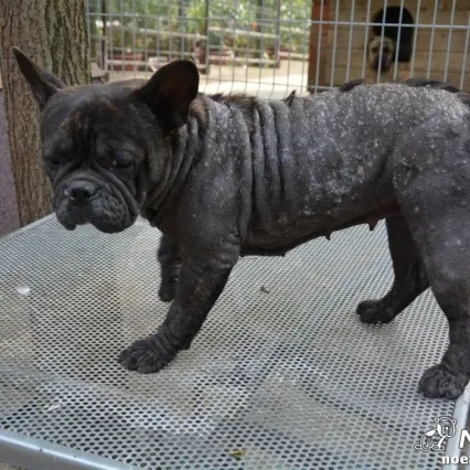Bőrbeteg, szomorú francia bulldog