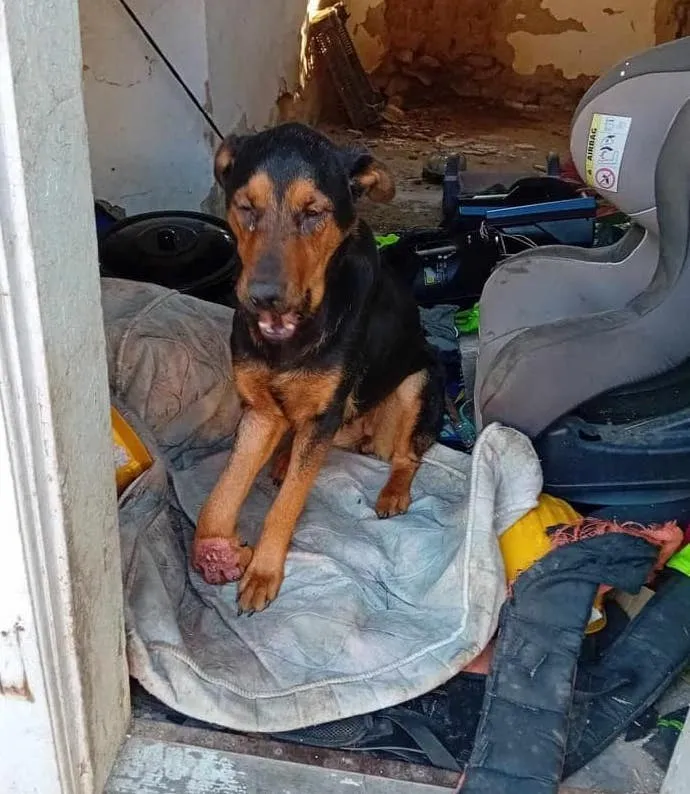 Sérült lábú jagd terrier szemét közt megmentésre vár