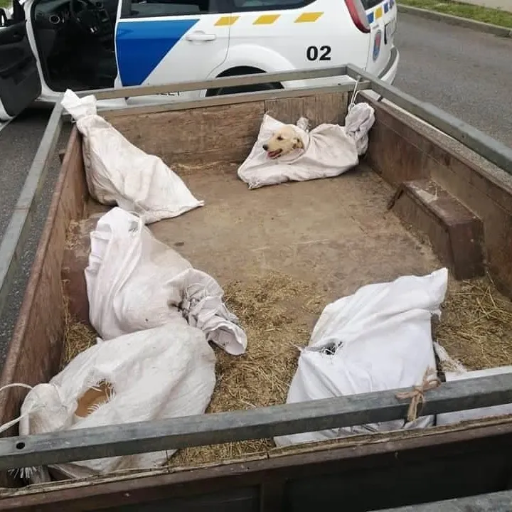 Hatósági intézkedés, zsákba kötött kutyák utánfutón