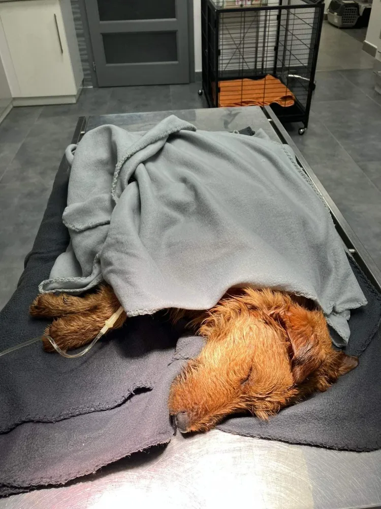 Vörös, szálkás szőrű kutya szürke takaróval betakarva fekszik, karjába infúzió csepeg