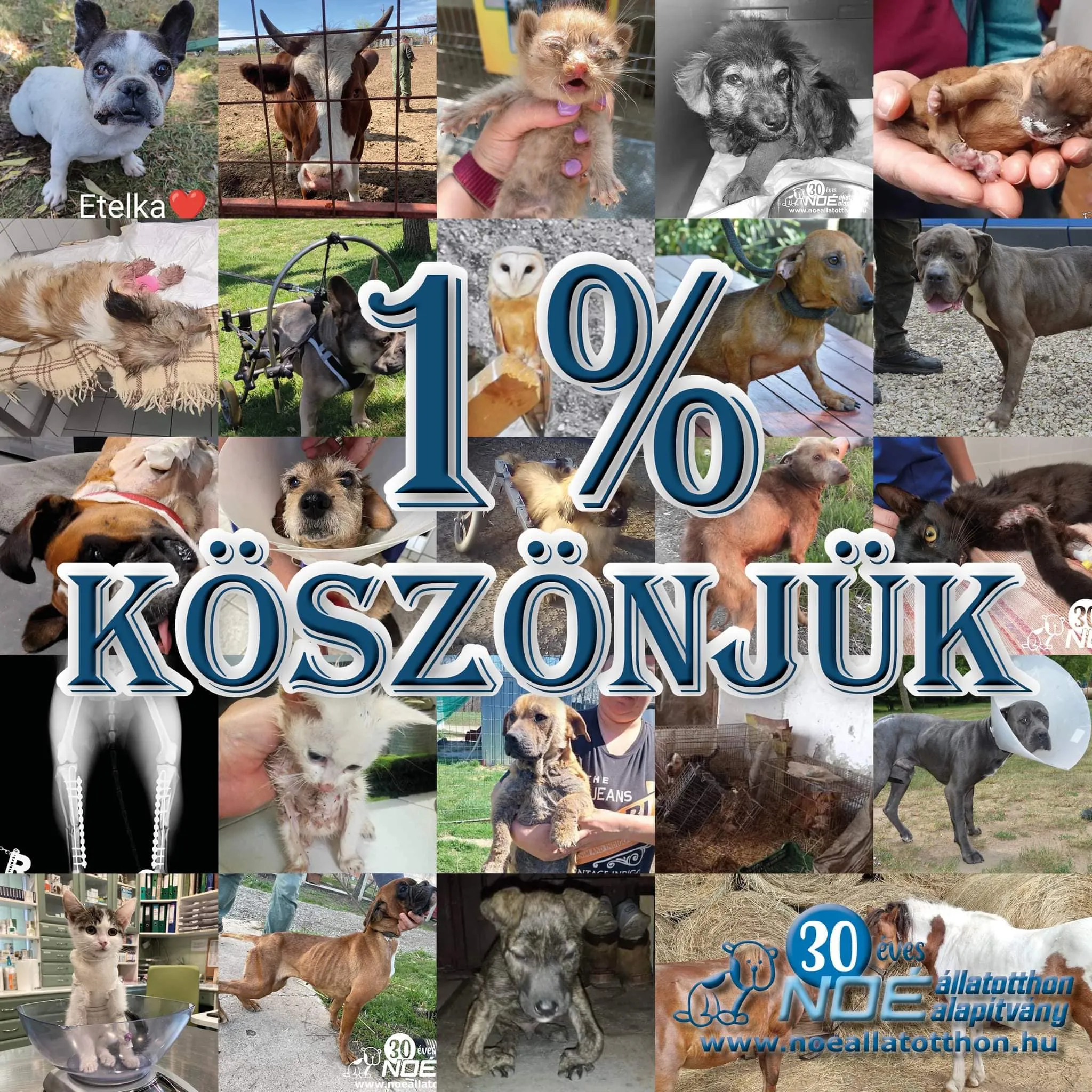 1% Köszönjük - Képösszeállítás 2022-ben bekerült állatainkról