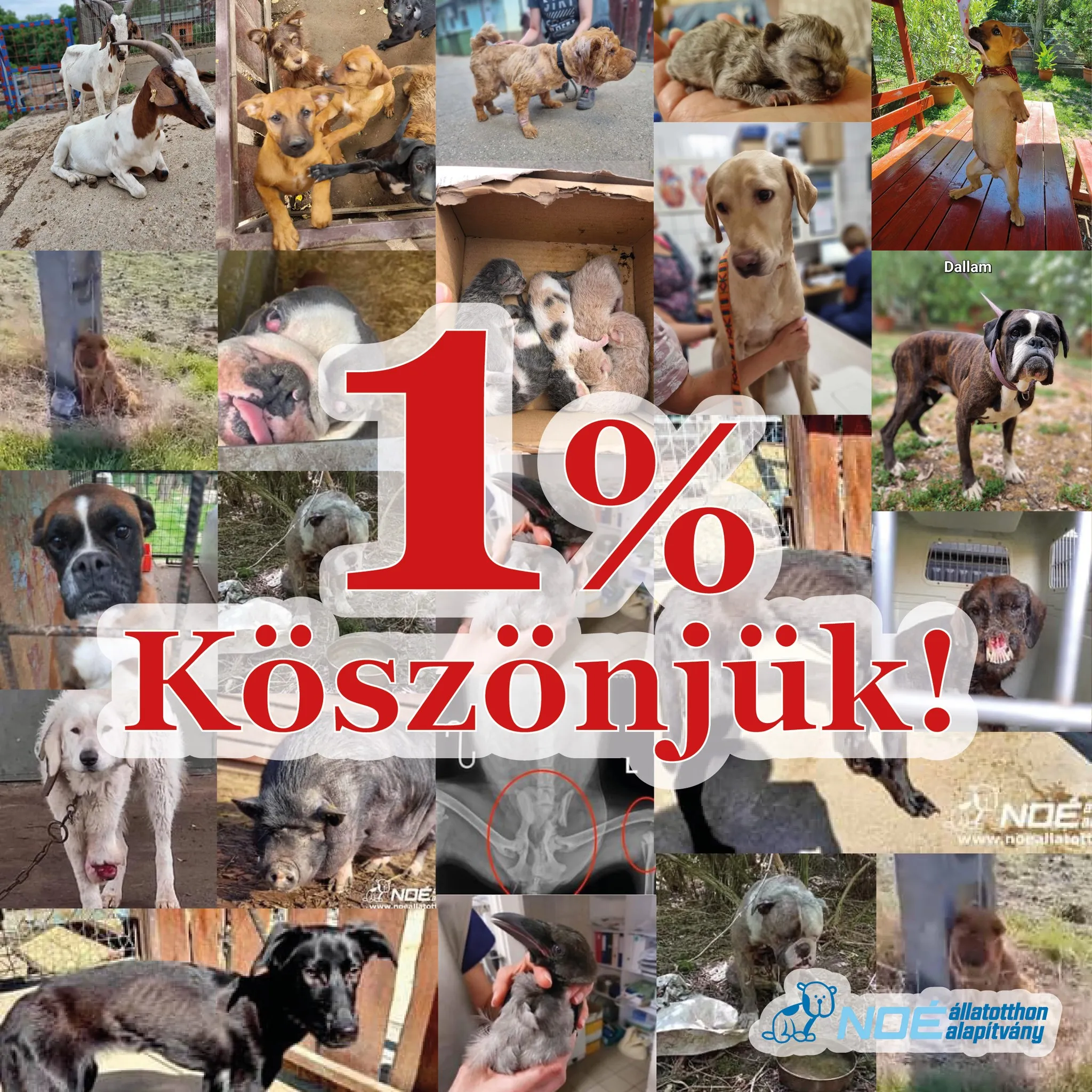 1% Köszönjük - Képösszeállítás 2023-ben bekerült állatainkról