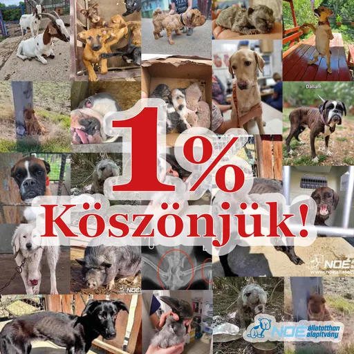1% Köszönjük - Képösszeállítás 2023-ben bekerült állatainkról