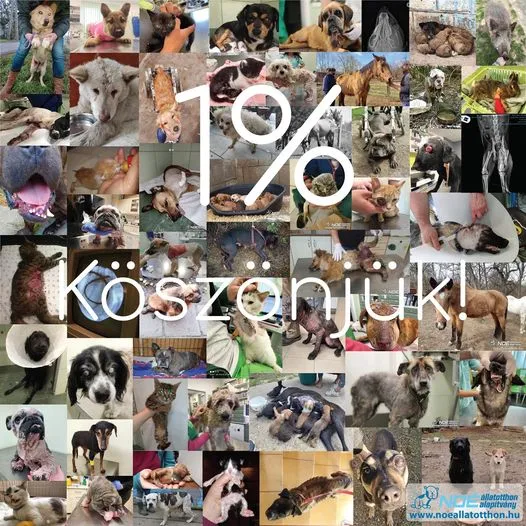 1% Köszönjük - Képösszeállítás 2021-ben bekerült állatainkról