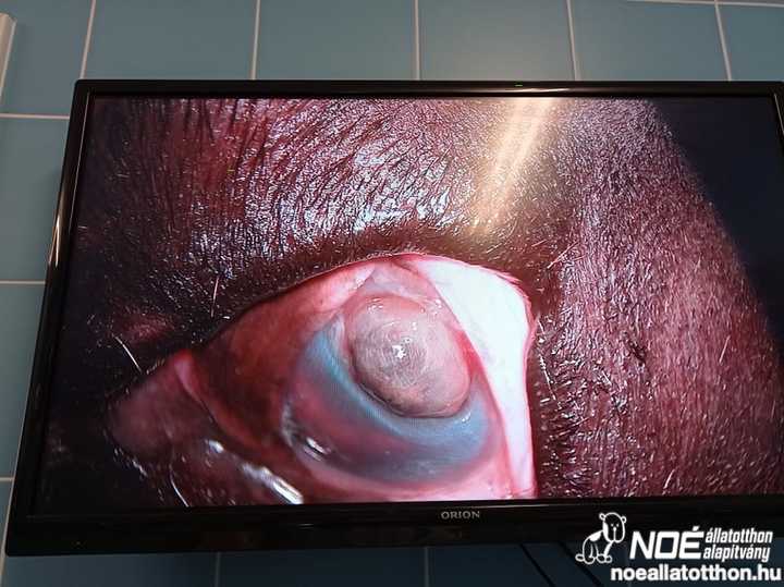 Közeli felvétel egy sérült szemgolyóról