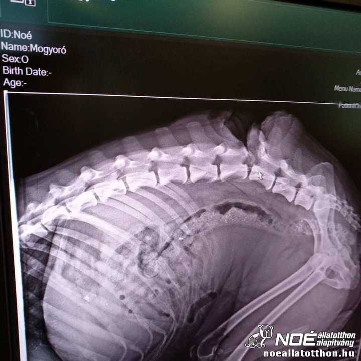Röntgenfelvétel kutya gerincsérüléséről