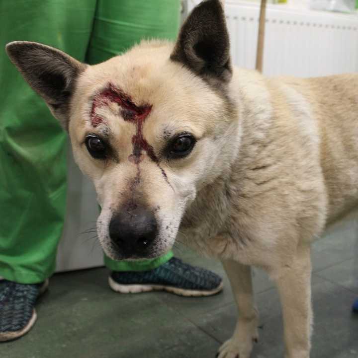 Kutya a fején vérző sérüléssel