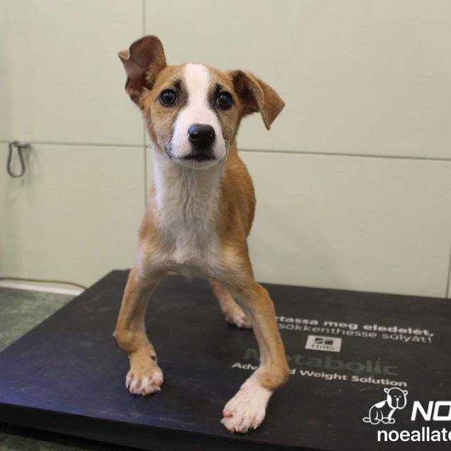 Erősen deformált lábú kutyakölyök állatorvosi mérlegen