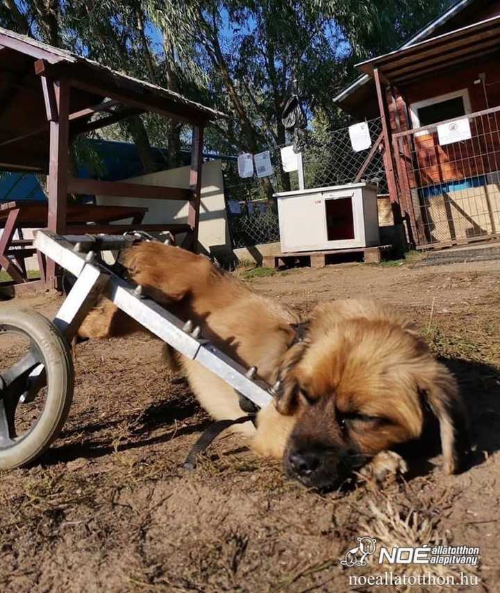Kerekeskocsijában elfáradt kutya
