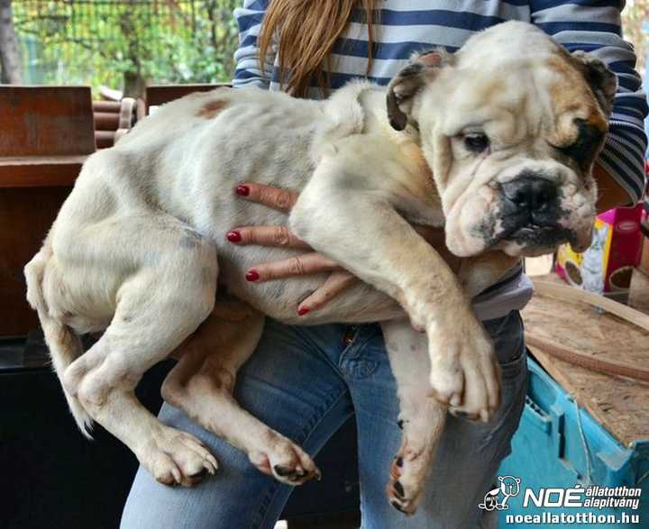 Legyengült, sovány bulldog egy önkéntes karjában
