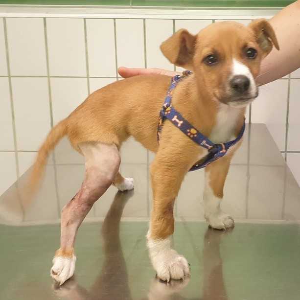 Lábán sérült kölyök kutya műtét után