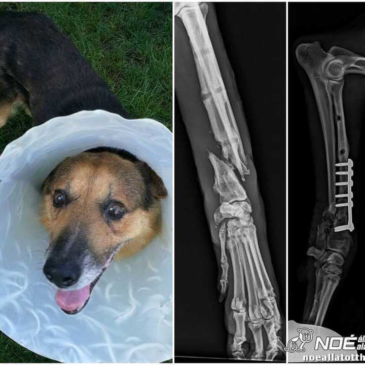 Három képes montázs védőgallérban gyógyuló kutyáról és törött lábáról készült röntgenfelvételről műtét előtt és után