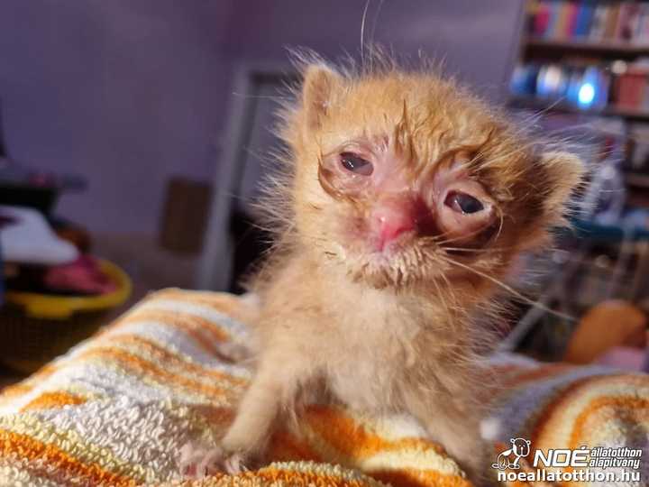 Súlyosan macskanáthás vörös kiscica