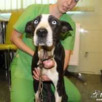 Világoskék szemű kutya nyakába nőtt lánccal, narancs méretű kinővéssel állatorvosi vizsgálat közben