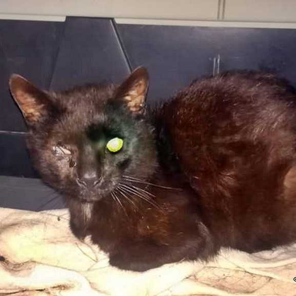 Fekete cica szemsérüléssel hordozójában várakozva