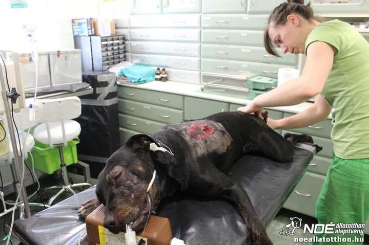 Sérült kutya műtét közben
