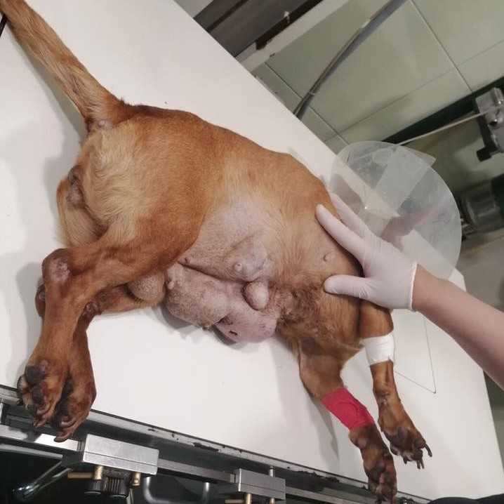 Emlődaganatos kutya állatrvosi asztalon