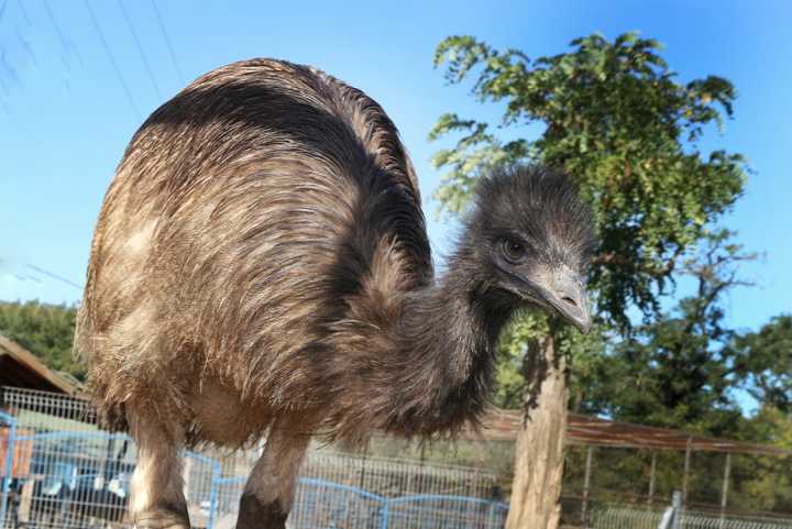 Emu kíváncsiskodik