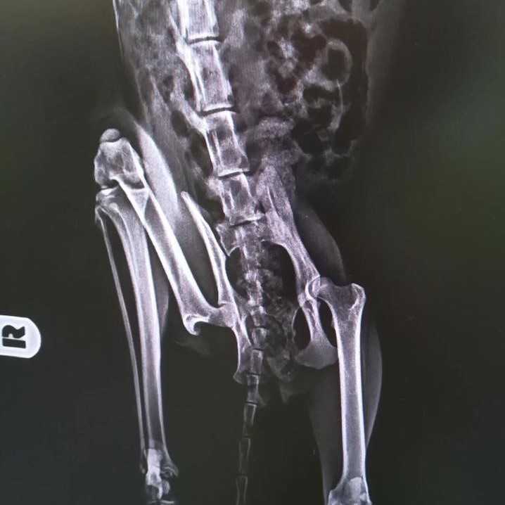 Röntgenfelvétel kutya medencetöréséről