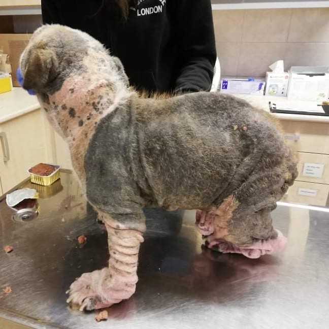 Szinte teljesen csupasz, bőrbeteg bulldog az állatorvosnál