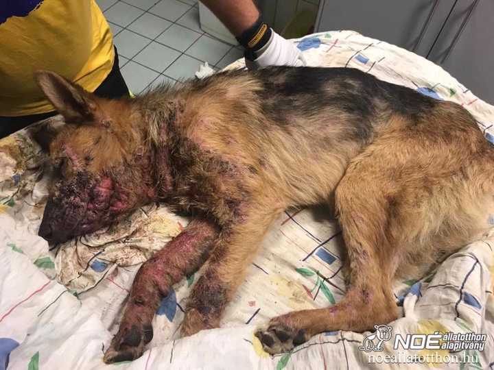 Súlyosan sérült, véres németjuhász állatorvosnál